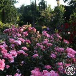Paris De Yves St. Laurent ™ 23 Paris De Yves St. Laurent ™ -Healthy Plant Shop Paris de Yves St. Laurent 25