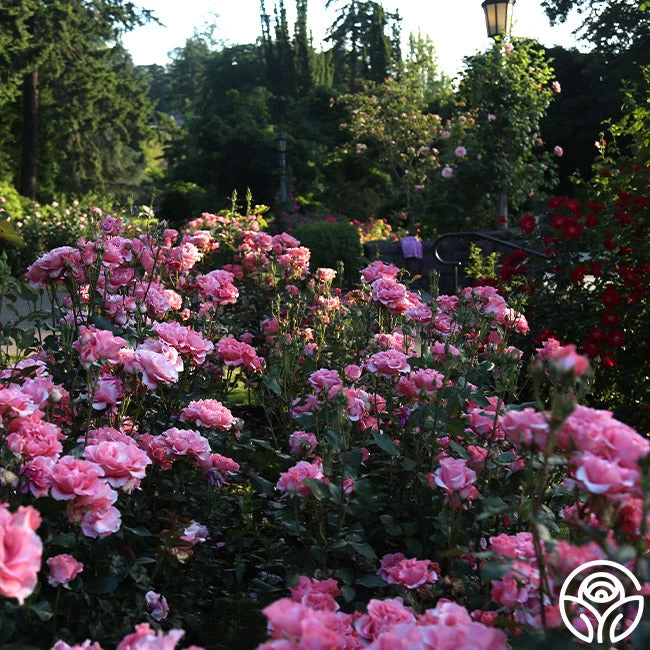 Paris De Yves St. Laurent ™ 10 Paris De Yves St. Laurent ™ - Image 8