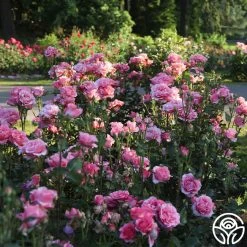 Paris De Yves St. Laurent ™ 29 Paris De Yves St. Laurent ™ -Healthy Plant Shop Paris de Yves St. Laurent 2 23ce9b3a 7d05 4b47 87c0 d888b9bc18a0