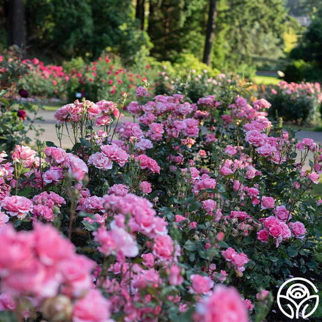 Paris De Yves St. Laurent ™ 4 Paris De Yves St. Laurent ™ - Image 2