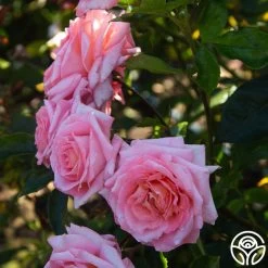 Paul Shirville 20 Paul Shirville -Healthy Plant Shop Paul Shirville 011