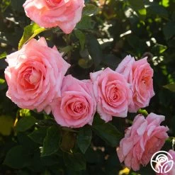 Paul Shirville 15 Paul Shirville -Healthy Plant Shop Paul Shirville 016