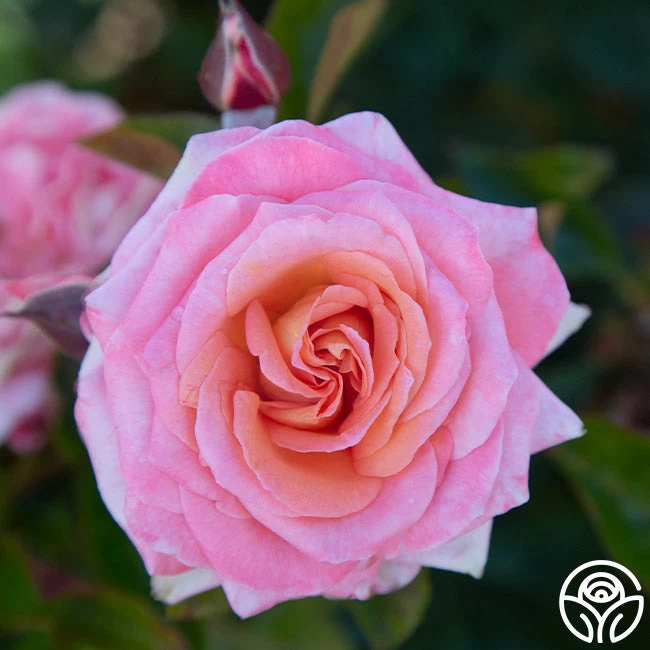 Paul Shirville 8 Paul Shirville - Image 6