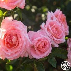 Paul Shirville 18 Paul Shirville -Healthy Plant Shop Paul Shiville 0016