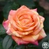 Peach Swirl™ 1 Peach Swirl™ -Healthy Plant Shop Peach Swirl 1