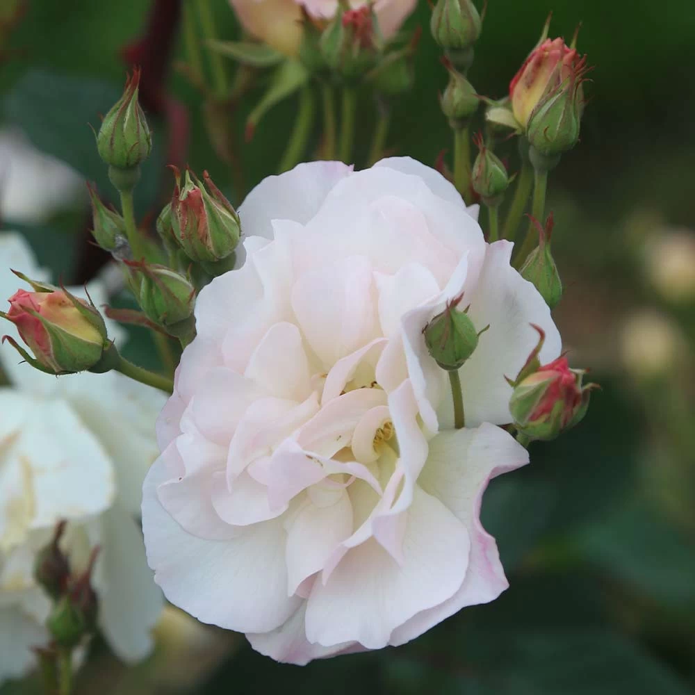 Penelope 12 Penelope - Image 10