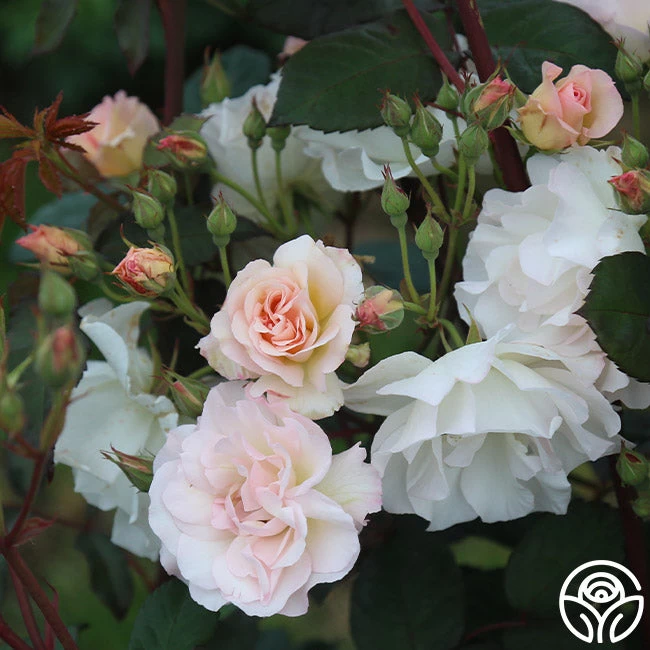 Penelope 4 Penelope - Image 2