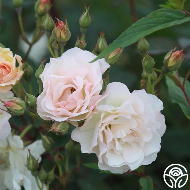 Penelope 9 Penelope - Image 7