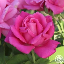 Perfume Delight 10 Perfume Delight -Healthy Plant Shop Perfume Delight 01