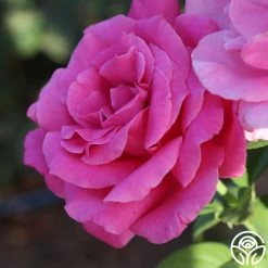 Perfume Delight 13 Perfume Delight -Healthy Plant Shop Perfume Delight 02