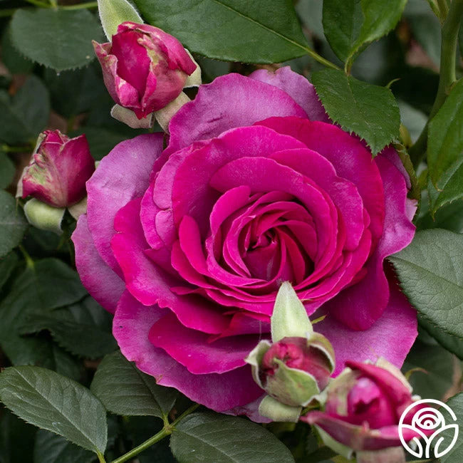 Perfume Factory™ 3 Perfume Factory™