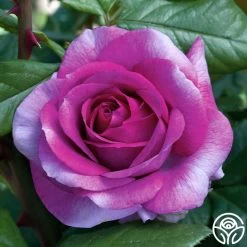 Perfume Factory™ 7 Perfume Factory™ -Healthy Plant Shop Perfume Factory