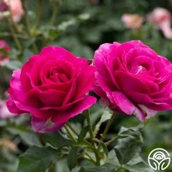 Perfume Factory™ 8 Perfume Factory™ -Healthy Plant Shop Perfume Factory 3