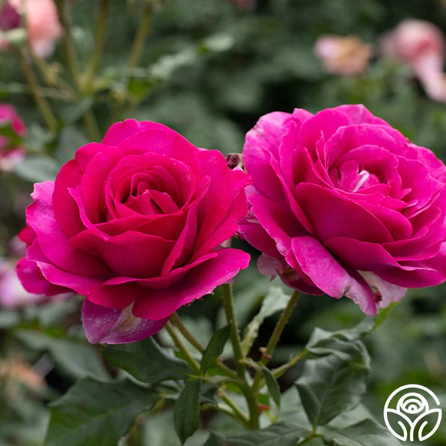 Perfume Factory™ 5 Perfume Factory™ - Image 3