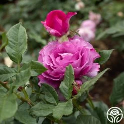 Perfume Factory™ 9 Perfume Factory™ -Healthy Plant Shop Perfume Factory 4