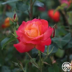 Piñata 11 Piñata -Healthy Plant Shop Pinata 12