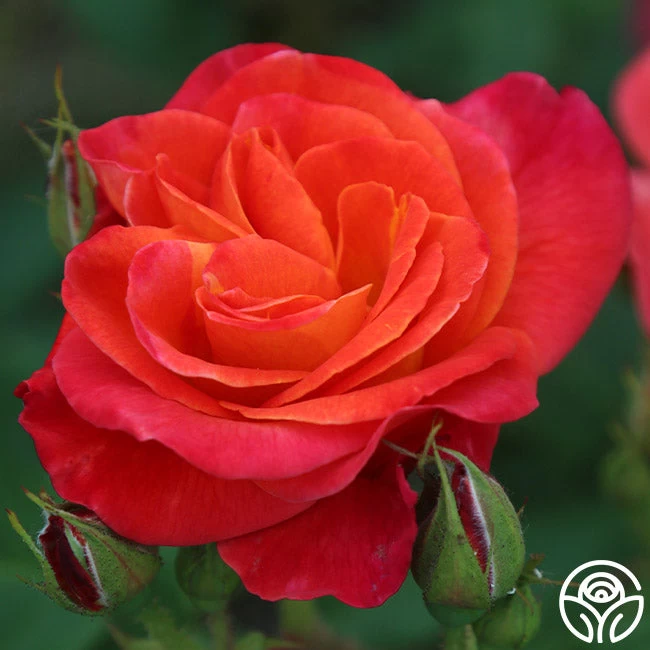 Piñata 9 Piñata - Image 7