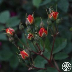 Piñata 14 Piñata -Healthy Plant Shop Pinata 14