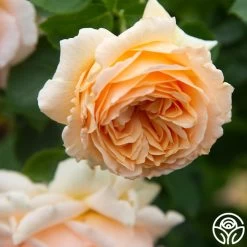 Polka® -Healthy Plant Shop Polka 15