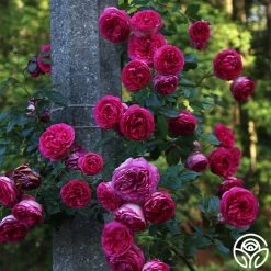 Pretty In Pink Eden Climber® 9 Pretty In Pink Eden Climber® -Healthy Plant Shop Pretty In Pink Eden Climber 1