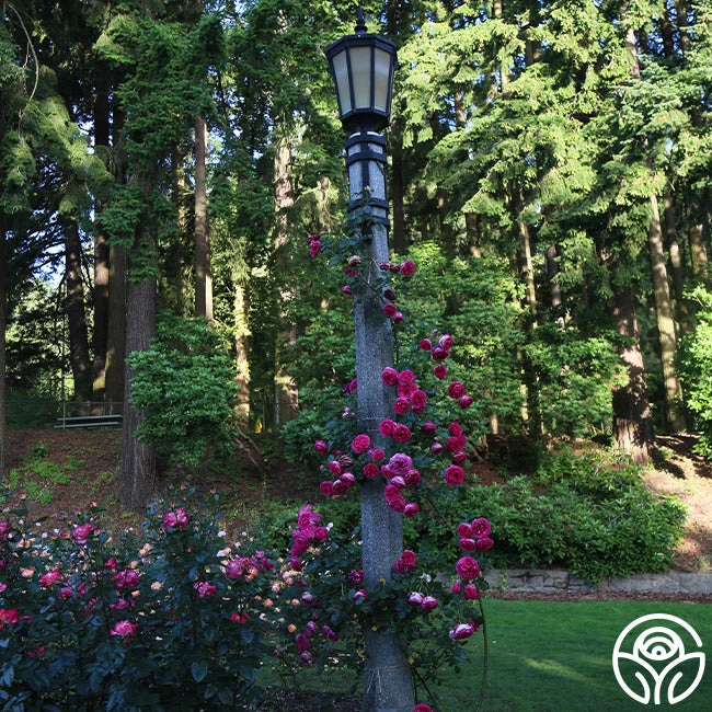 Pretty In Pink Eden Climber® 7 Pretty In Pink Eden Climber® - Image 5