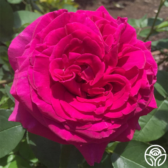 Princess Elise™ 11 Princess Elise™ - Image 9