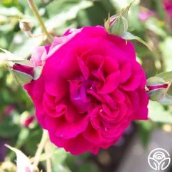 Princess Elise™ 20 Princess Elise™ -Healthy Plant Shop Princess Elise