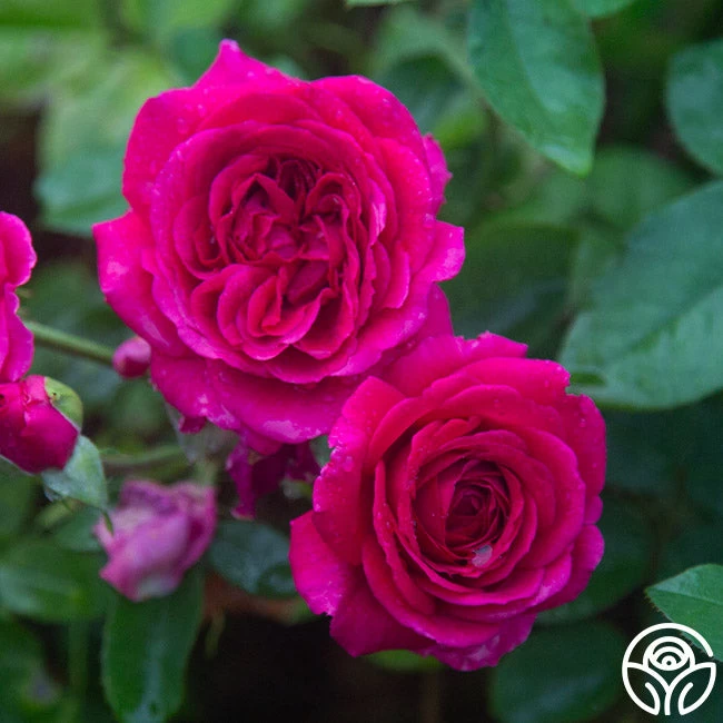 Princess Elise™ 3 Princess Elise™