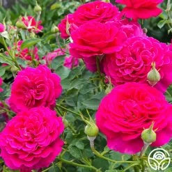 Princess Elise™ 15 Princess Elise™ -Healthy Plant Shop Princess Elise 03