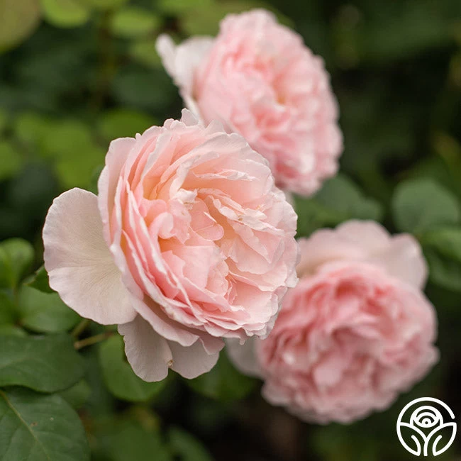 Princesse Charlene De Monaco® 4 Princesse Charlene De Monaco® - Image 2