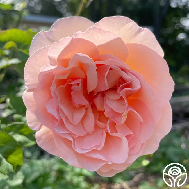 Princesse Charlene De Monaco® 13 Princesse Charlene De Monaco® - Image 11