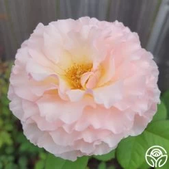 Princesse Charlene De Monaco® 21 Princesse Charlene De Monaco® -Healthy Plant Shop Princesse Charlene de Monaco 4