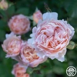 Princesse Charlene De Monaco® 20 Princesse Charlene De Monaco® -Healthy Plant Shop Princesse Charlene de Monaco 5