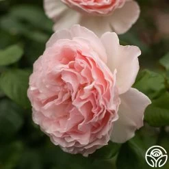 Princesse Charlene De Monaco® 18 Princesse Charlene De Monaco® -Healthy Plant Shop Princesse Charlene de Monaco 7