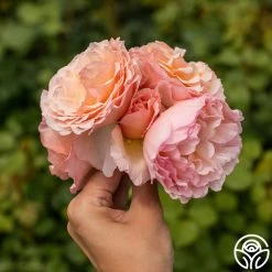 Princesse Charlene De Monaco® 17 Princesse Charlene De Monaco® -Healthy Plant Shop Princesse Charlene de Monaco 8