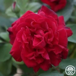 Proud Land® 14 Proud Land® -Healthy Plant Shop Proud Land 11