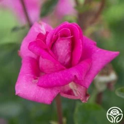 Purple Beauty -Healthy Plant Shop Purple Beauty 11