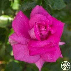 Purple Beauty -Healthy Plant Shop Purple Beauty 17