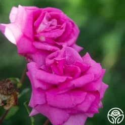 Purple Beauty -Healthy Plant Shop Purple Beauty 18