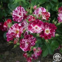 Purple Splash 16 Purple Splash -Healthy Plant Shop Purple Splash 11