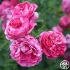 Raspberry Cream Twirl™ 2 Raspberry Cream Twirl™ -Healthy Plant Shop Raspberry Cream Twirl 11