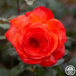 Robert Clements™ -Healthy Plant Shop Robert Clements 00171