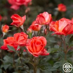 Robert Clements™ -Healthy Plant Shop Robert Clements 0113