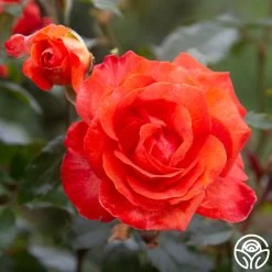 Robert Clements™ -Healthy Plant Shop Robert Clements 015