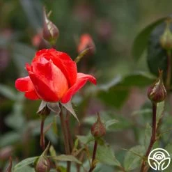 Robert Clements™ -Healthy Plant Shop Robert Clements 018