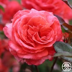 Robert Clements™ -Healthy Plant Shop Robert Clements 01