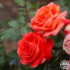 Robert Clements™ -Healthy Plant Shop Robert Clements 0117