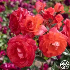 Robert Clements™ -Healthy Plant Shop Robert Clements 02