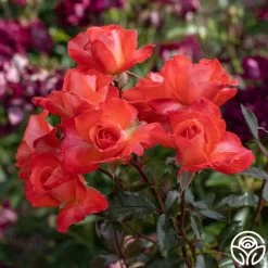 Robert Clements™ -Healthy Plant Shop Robert Clements 03