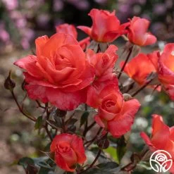 Robert Clements™ -Healthy Plant Shop Robert Clements 04